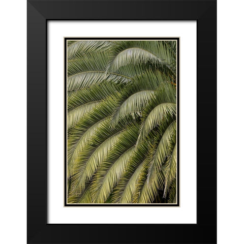 Pattern in branches of palm tree-Quito-Ecuador Black Modern Wood Framed Art Print with Double Matting by Jones, Adam