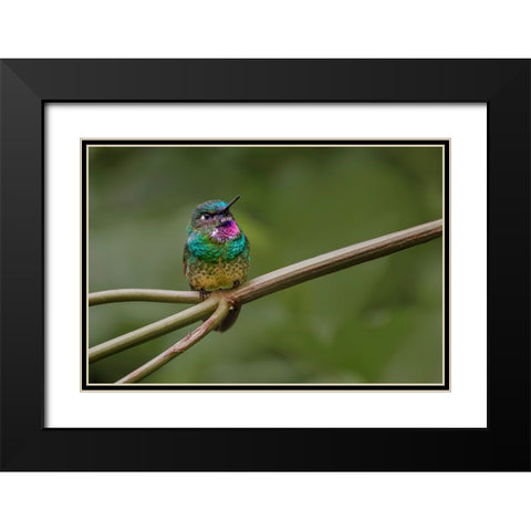 Amethyst-throated Sunangel Ecuador Black Modern Wood Framed Art Print with Double Matting by Jones, Adam