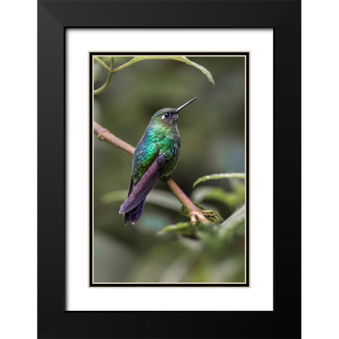 Green-crowned brilliant-Ecuador Black Modern Wood Framed Art Print with Double Matting by Jones, Adam