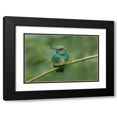 Green-crowned brilliant-Ecuador Black Modern Wood Framed Art Print with Double Matting by Jones, Adam