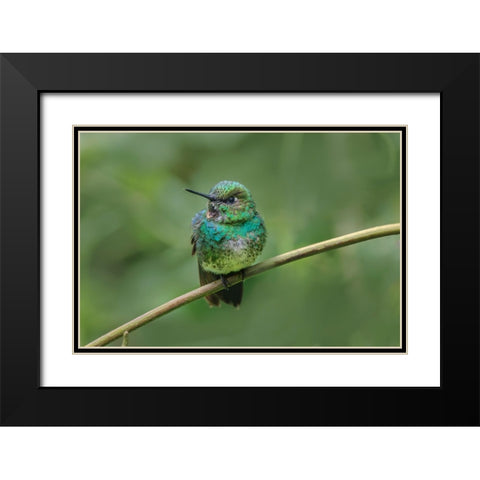 Green-crowned brilliant-Ecuador Black Modern Wood Framed Art Print with Double Matting by Jones, Adam