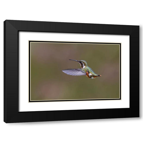 Female Purple-throated Woodstar-Ecuador Black Modern Wood Framed Art Print with Double Matting by Jones, Adam