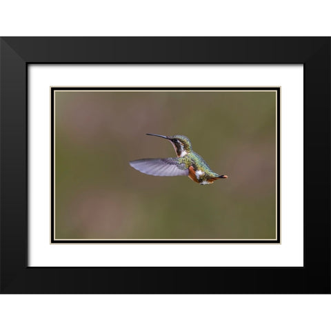 Female Purple-throated Woodstar-Ecuador Black Modern Wood Framed Art Print with Double Matting by Jones, Adam