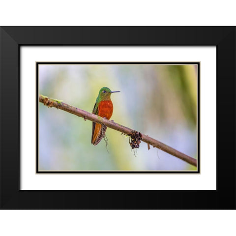 Chestnut-breasted Coronet-Ecuador Black Modern Wood Framed Art Print with Double Matting by Jones, Adam
