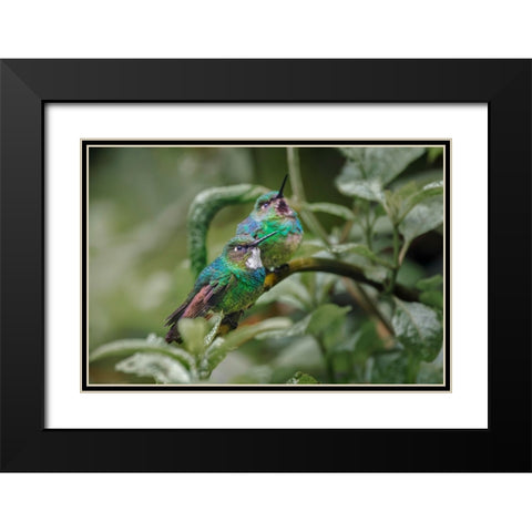 Pair of Green-crowned brilliant-Ecuador Black Modern Wood Framed Art Print with Double Matting by Jones, Adam