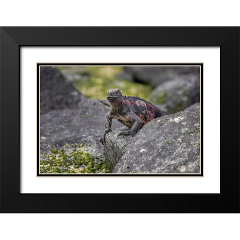 Marine iguana-Espanola Island-Galapagos Islands-Ecuador Black Modern Wood Framed Art Print with Double Matting by Jones, Adam
