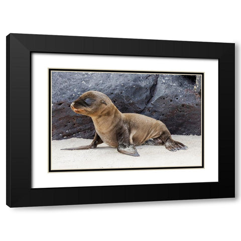 Baby Galapagos sealion pup-Espanola Island-Galapagos Islands-Ecuador Black Modern Wood Framed Art Print with Double Matting by Jones, Adam