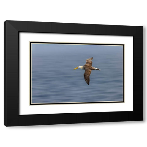 Waved albatross flying-Espanola Island-Galapagos Islands-Ecuador Black Modern Wood Framed Art Print with Double Matting by Jones, Adam