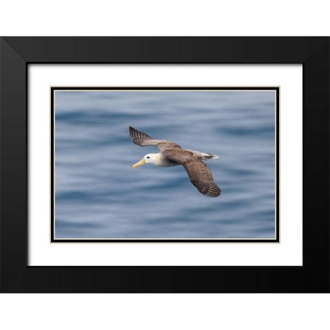 Waved albatross flying-Espanola Island-Galapagos Islands-Ecuador Black Modern Wood Framed Art Print with Double Matting by Jones, Adam