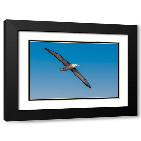 Waved albatross flying-Espanola Island-Galapagos Islands-Ecuador Black Modern Wood Framed Art Print with Double Matting by Jones, Adam