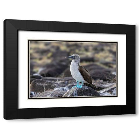 Blue-footed Boobie-Espanola Island-Galapagos Islands-Ecuador Black Modern Wood Framed Art Print with Double Matting by Jones, Adam