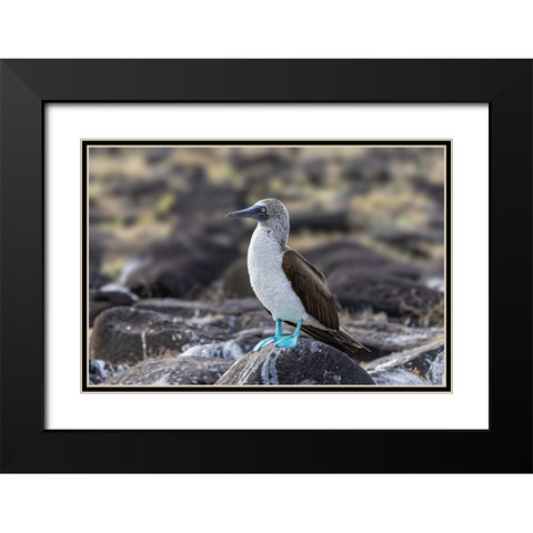 Blue-footed Boobie-Espanola Island-Galapagos Islands-Ecuador Black Modern Wood Framed Art Print with Double Matting by Jones, Adam