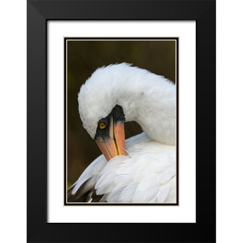 Nazca booby preening feathers-Espanola Island-Galapagos Islands-Ecuador Black Modern Wood Framed Art Print with Double Matting by Jones, Adam