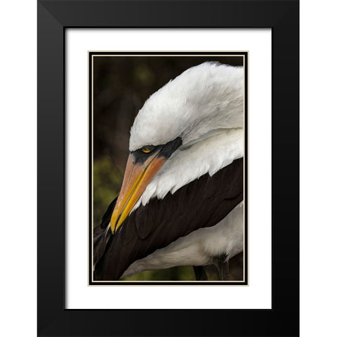Nazca booby preening feathers-Espanola Island-Galapagos Islands-Ecuador Black Modern Wood Framed Art Print with Double Matting by Jones, Adam