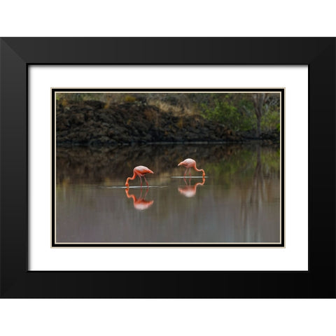 Galapagos Flamingo or Caribbean flamingo-Flamingo Lagoon-Punta Cormorant Floreana Island Black Modern Wood Framed Art Print with Double Matting by Jones, Adam