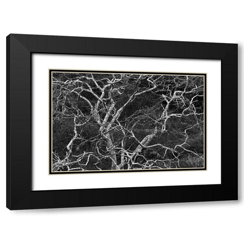 Palo santo tree Floreana Island-Galapagos Islands-Ecuador Black Modern Wood Framed Art Print with Double Matting by Jones, Adam
