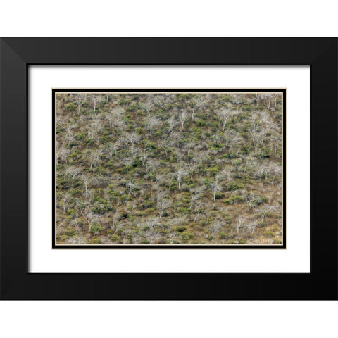 Hillside of palo santo trees Floreana Island-Galapagos Islands-Ecuador Black Modern Wood Framed Art Print with Double Matting by Jones, Adam