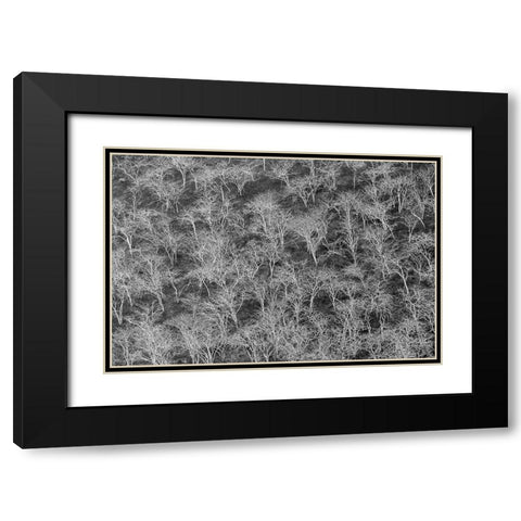 Hillside of palo santo trees Floreana Island-Galapagos Islands-Ecuador Black Modern Wood Framed Art Print with Double Matting by Jones, Adam