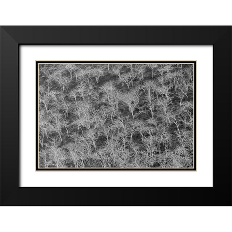 Hillside of palo santo trees Floreana Island-Galapagos Islands-Ecuador Black Modern Wood Framed Art Print with Double Matting by Jones, Adam