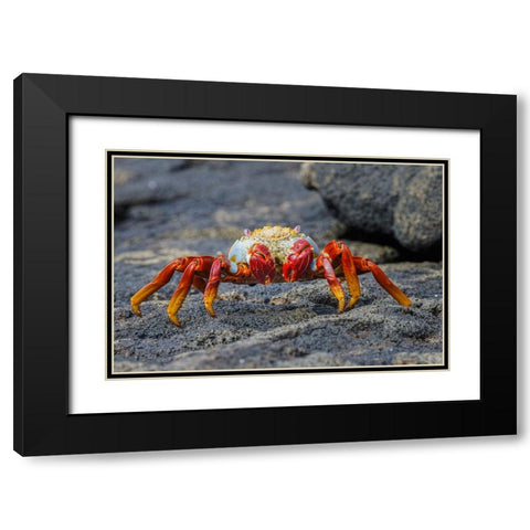 Sally lightfoot crab Floreana Island-Galapagos Islands-Ecuador Black Modern Wood Framed Art Print with Double Matting by Jones, Adam