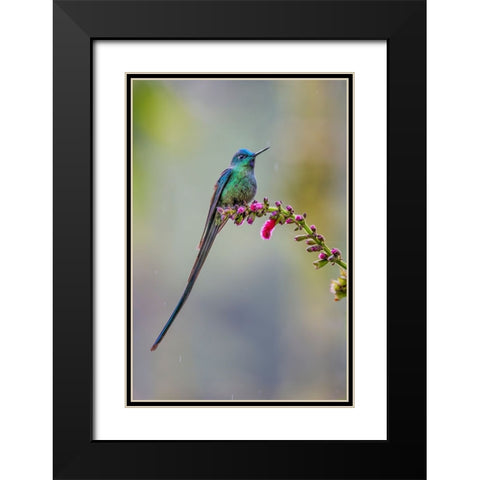 Male Long-tailed sylph-Ecuador Black Modern Wood Framed Art Print with Double Matting by Jones, Adam