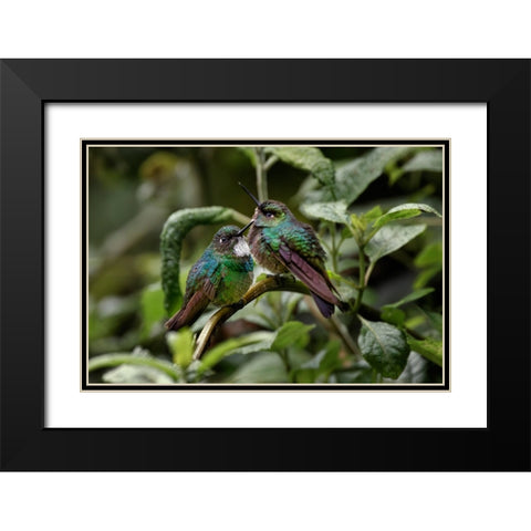 Pair of Green-crowned brilliant-Ecuador Black Modern Wood Framed Art Print with Double Matting by Jones, Adam