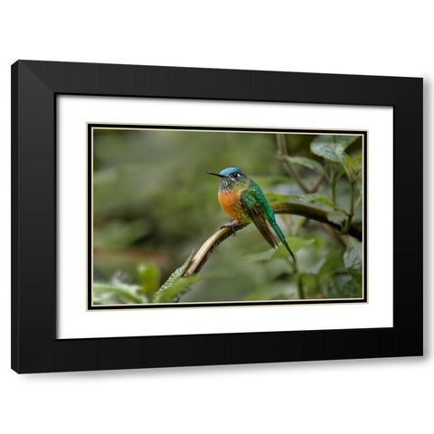 Female Long-tailed sylph-Ecuador Black Modern Wood Framed Art Print with Double Matting by Jones, Adam