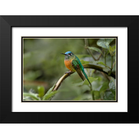Female Long-tailed sylph-Ecuador Black Modern Wood Framed Art Print with Double Matting by Jones, Adam