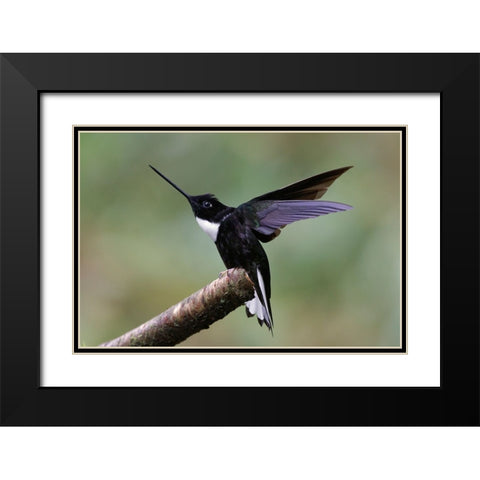 Collared Inca Ecuador Black Modern Wood Framed Art Print with Double Matting by Jones, Adam