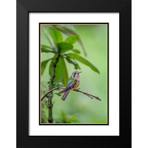 Speckled hummingbird-Ecuador Black Modern Wood Framed Art Print with Double Matting by Jones, Adam