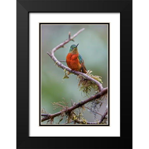 Chestnut-breasted Coronet-Ecuador Black Modern Wood Framed Art Print with Double Matting by Jones, Adam