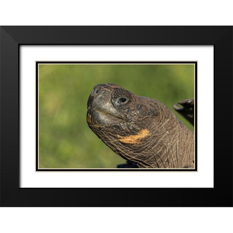 Galapagos giant tortoise Genovesa Island-Galapagos Islands-Ecuador Black Modern Wood Framed Art Print with Double Matting by Jones, Adam