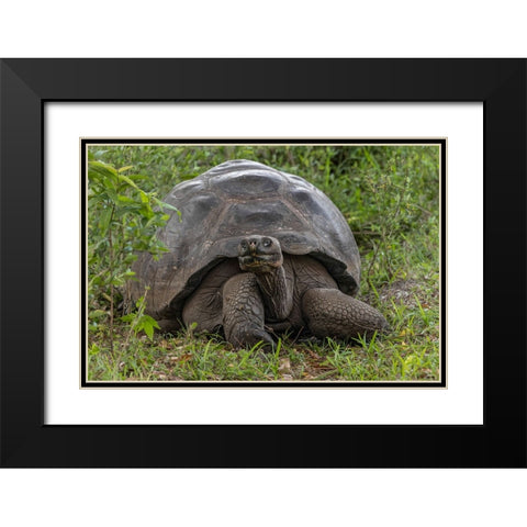 Galapagos giant tortoise Genovesa Island-Galapagos Islands-Ecuador Black Modern Wood Framed Art Print with Double Matting by Jones, Adam