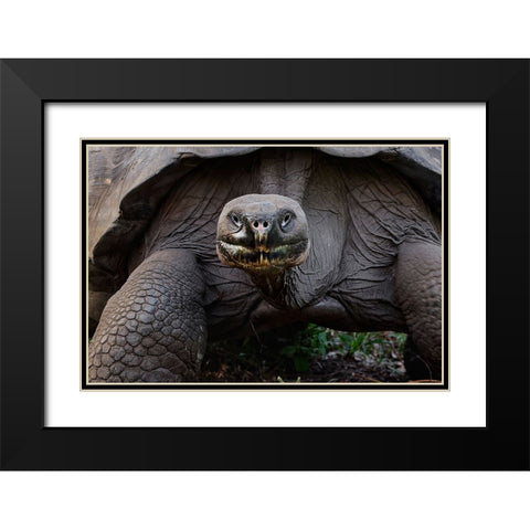 Galapagos giant tortoise Genovesa Island-Galapagos Islands-Ecuador Black Modern Wood Framed Art Print with Double Matting by Jones, Adam