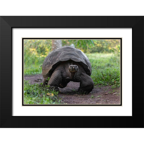 Galapagos giant tortoise Genovesa Island-Galapagos Islands-Ecuador Black Modern Wood Framed Art Print with Double Matting by Jones, Adam