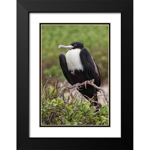 Female Great frigatebird-Genovesa Island-Ecuador Black Modern Wood Framed Art Print with Double Matting by Jones, Adam