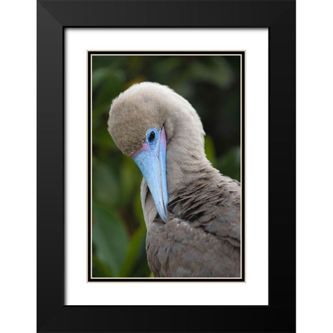 Red-footed booby nestling Genovesa Island-Galapagos Islands-Ecuador Black Modern Wood Framed Art Print with Double Matting by Jones, Adam