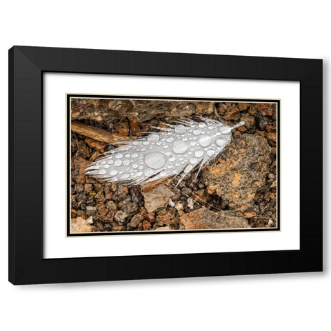 Nazca booby feather on ground with water drops Genovesa Island-Galapagos Islands-Ecuador Black Modern Wood Framed Art Print with Double Matting by Jones, Adam