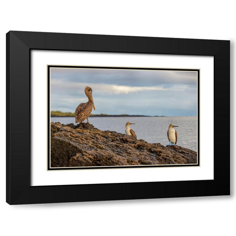 Blue-footed booby and brown pelican-Ecuador-Galapagos Islands-Santa Cruz Island Black Modern Wood Framed Art Print with Double Matting by Jones, Adam
