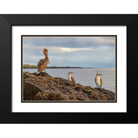 Blue-footed booby and brown pelican-Ecuador-Galapagos Islands-Santa Cruz Island Black Modern Wood Framed Art Print with Double Matting by Jones, Adam