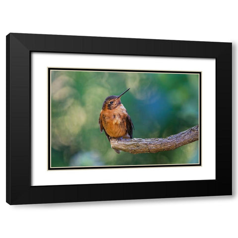 Shining sunbeam-Ecuador Black Modern Wood Framed Art Print with Double Matting by Jones, Adam