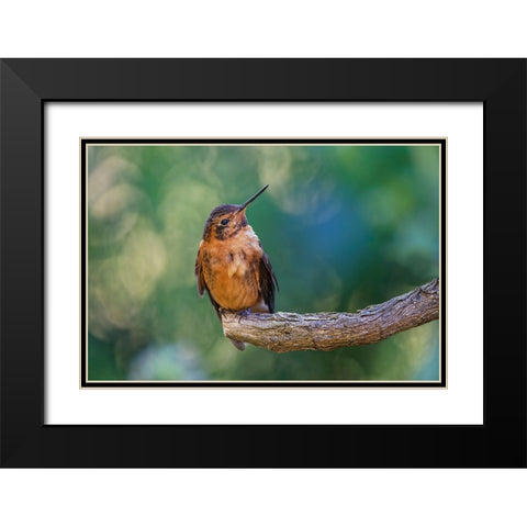 Shining sunbeam-Ecuador Black Modern Wood Framed Art Print with Double Matting by Jones, Adam