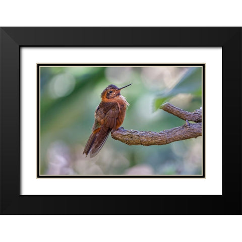 Shining sunbeam-Ecuador Black Modern Wood Framed Art Print with Double Matting by Jones, Adam