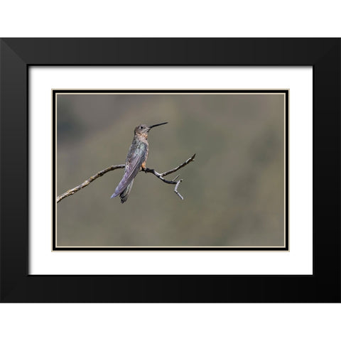Giant hummingbird perched-Ecuador Black Modern Wood Framed Art Print with Double Matting by Jones, Adam