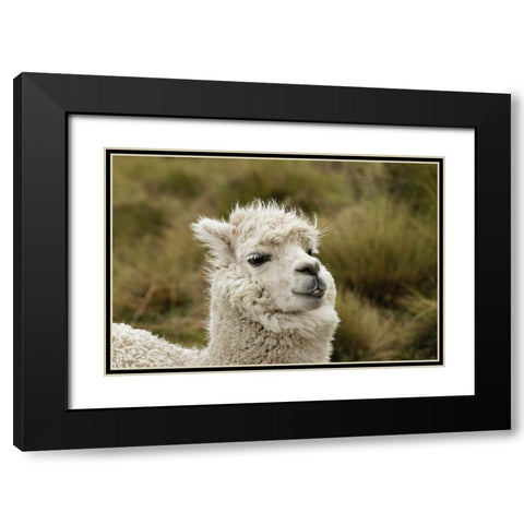 Alpaca-Antisana Ecological Reserve-Ecuador Black Modern Wood Framed Art Print with Double Matting by Jones, Adam