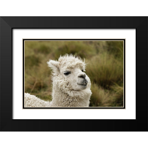 Alpaca-Antisana Ecological Reserve-Ecuador Black Modern Wood Framed Art Print with Double Matting by Jones, Adam