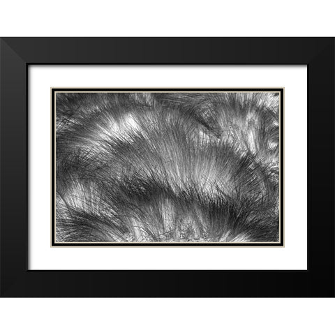 Paramo grass-Antisana Ecological Reserve-Ecuador Black Modern Wood Framed Art Print with Double Matting by Jones, Adam