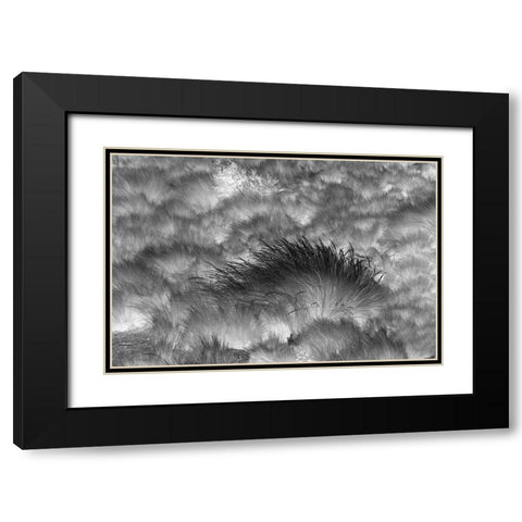 Paramo grass-Antisana Ecological Reserve-Ecuador Black Modern Wood Framed Art Print with Double Matting by Jones, Adam
