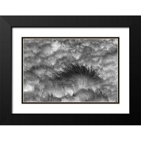 Paramo grass-Antisana Ecological Reserve-Ecuador Black Modern Wood Framed Art Print with Double Matting by Jones, Adam