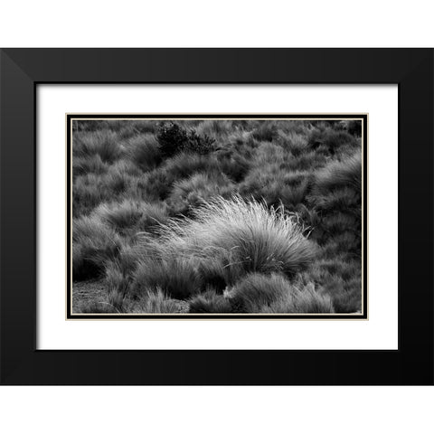 Paramo grass-Antisana Ecological Reserve-Ecuador Black Modern Wood Framed Art Print with Double Matting by Jones, Adam
